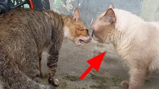 Kucing abu abu marah kucing ini menganggu dia kawin by Hewan & peliharaan 4,344 views 3 months ago 4 minutes, 59 seconds