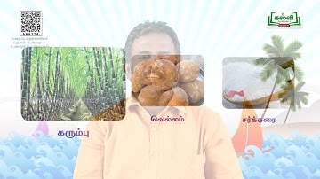 Class 2 |வகுப்பு 2| சூழ்நிலையியல்| உணவும் உடல் நலமும்   |பருவம் |அலகு1|பகுதி 1| TM |KalviTV
