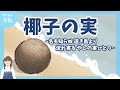 椰子の実（やしのみ）♪名も知らぬ遠き島より 流れ寄る椰子の実ひとつ-日本の歌百選/アニメーション/歌詞付き/結花乃