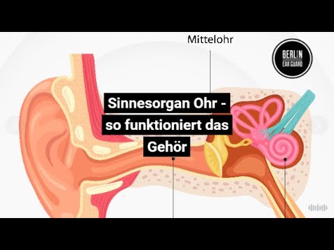 Das Ohr | Aufbau und Funktion des Gehörs | Schnell erklärt, wie das