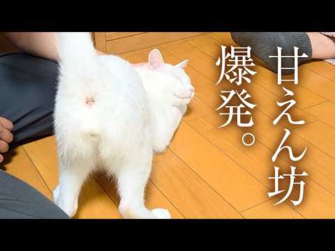 * antique cat ୨୧ * 小さな 白いリボンの 猫ちゃん 2匹のリボン猫ちゃん😸🎀 - YouTube