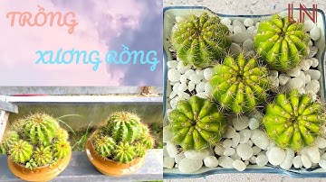 NGẮM HOA và TRỒNG XƯƠNG RỒNG BÍ XANH #14