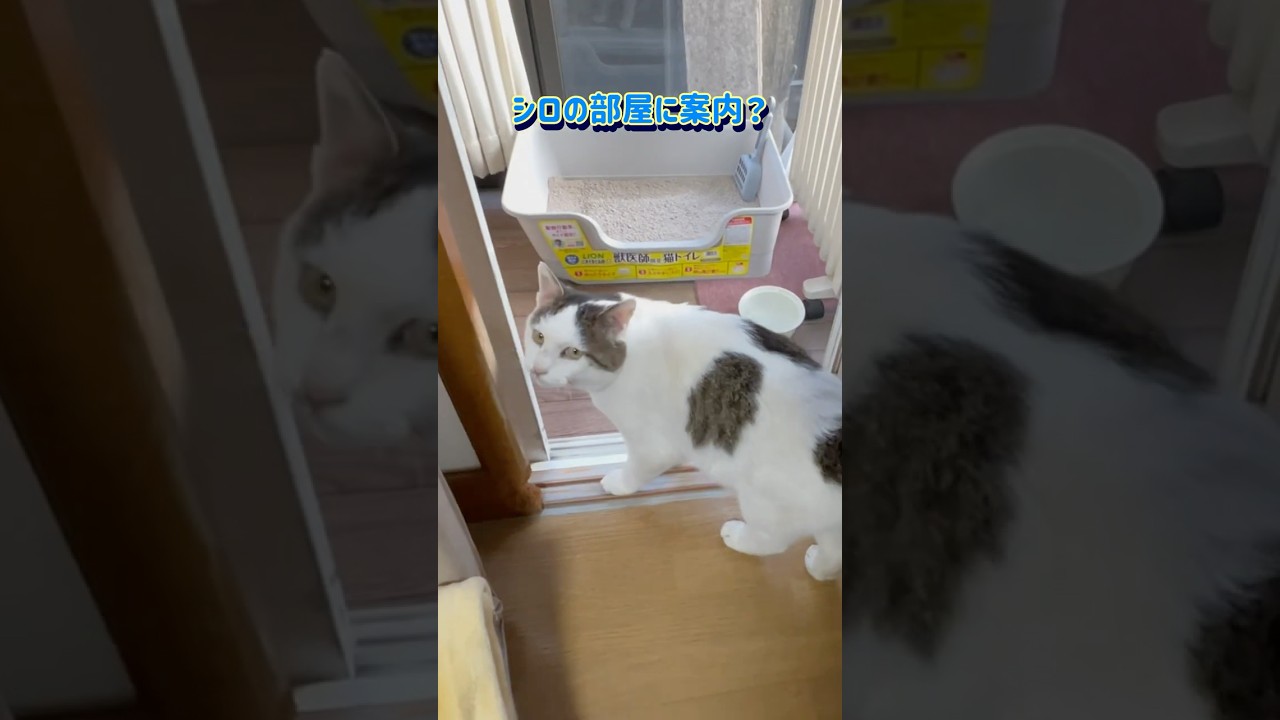 From a free-roaming cat to a house cat] The event that changed