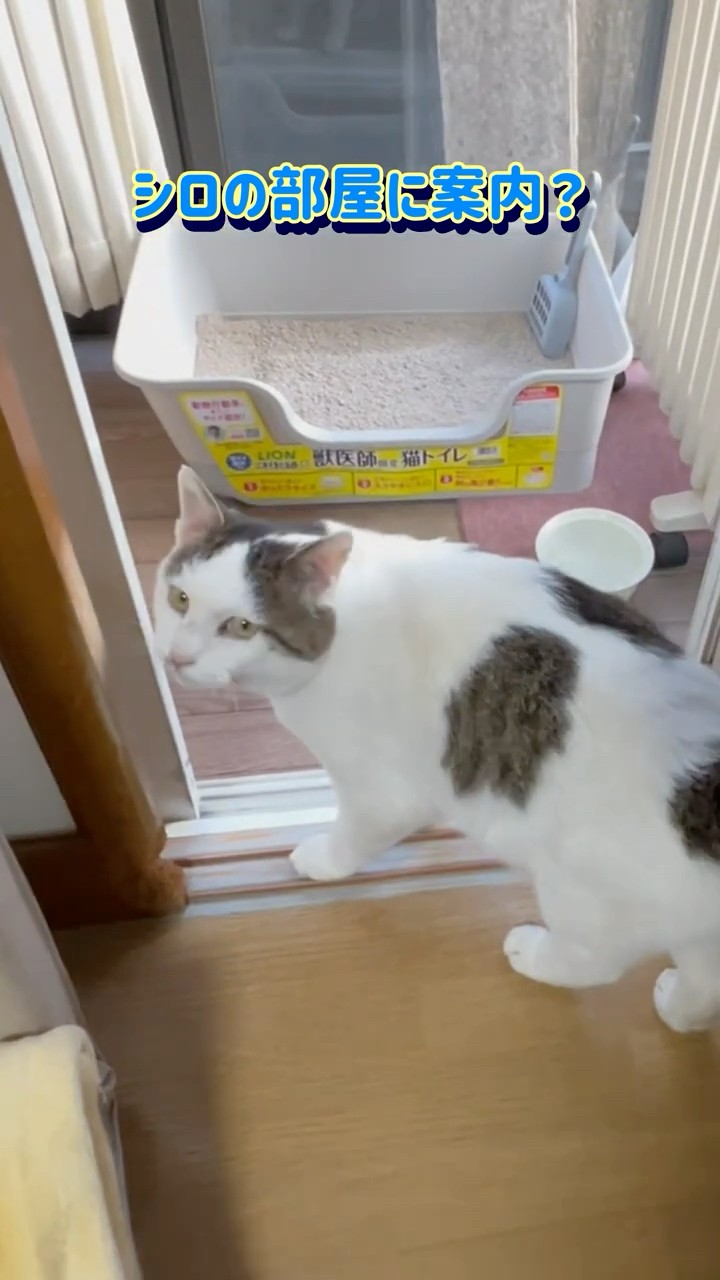 From a free-roaming cat to a house cat] The event that changed