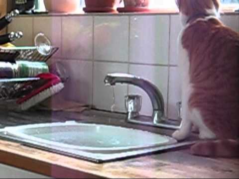 Soggy Moggy.wmv