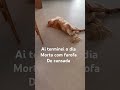 Um dia mto cansativo que tive #goldenretriever #pets