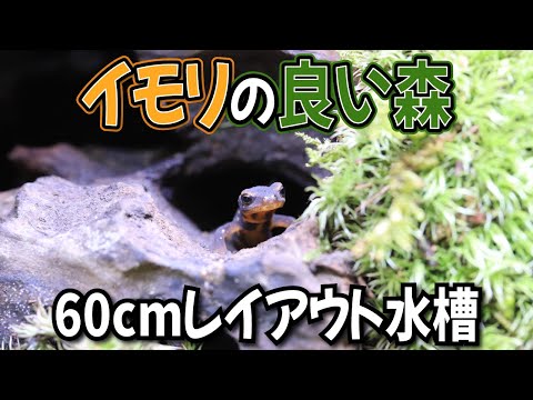 イモリウム　兄貴 流木で60cmレイアウト水槽立ち上げ！コケリウムに住むイモリ大