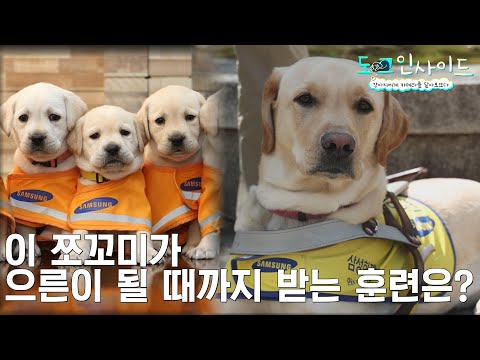 안내견에게 카메라를 달아보았다1ㅣ유혹🍭에 홀라당 넘어가는?! 안내견 호감이 훈련ㅣ전지적개시점 도그인사이드