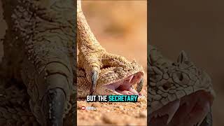 A secretary bird faces a rattlesnake 🐦🐍 #snake #rattlesnake #wildlife