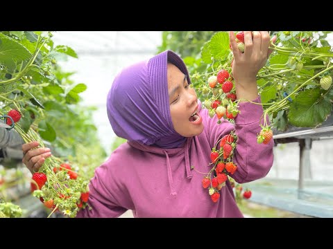 Video: Lajur Menegak Dengan Strawberi. Membuat 