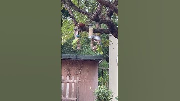 bird watching experience #shorts