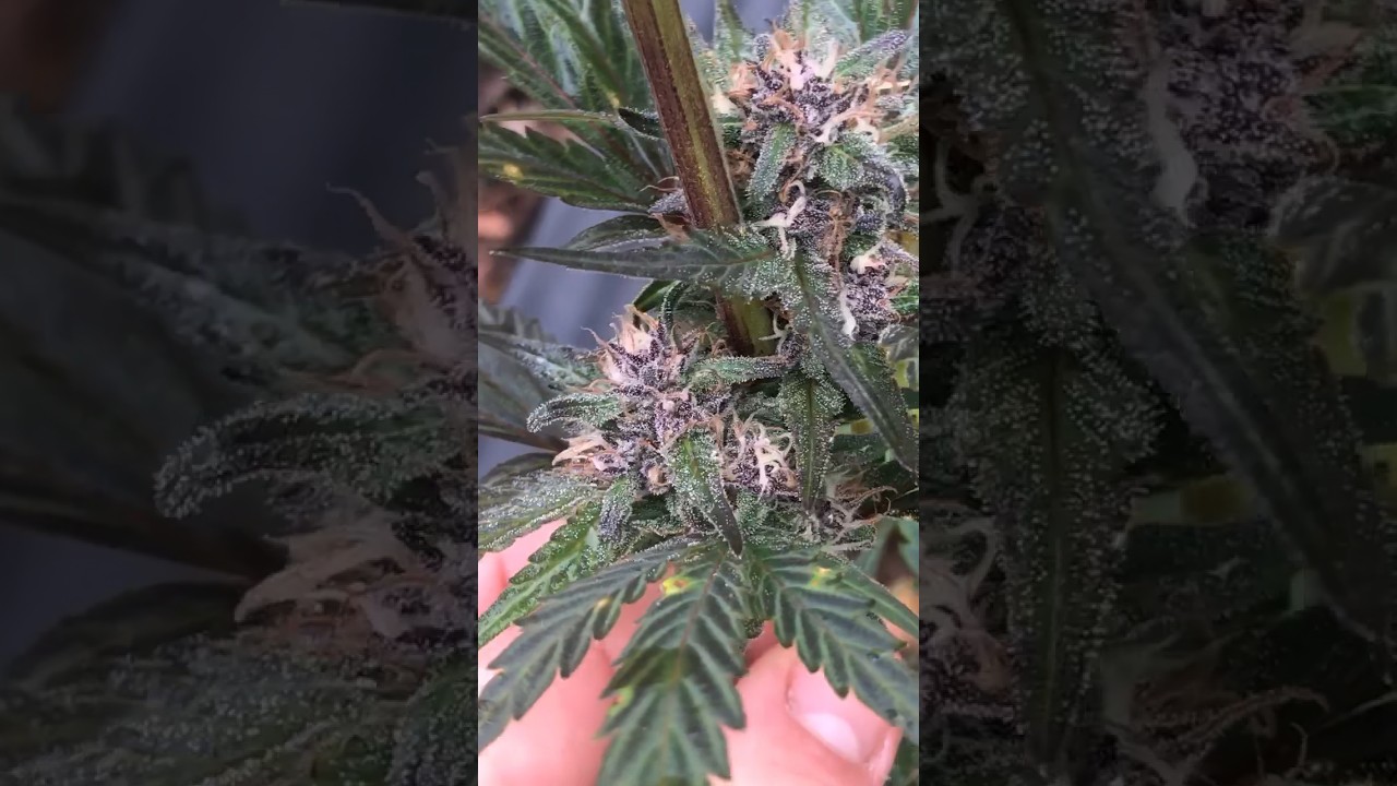 PEACH CRESCENDO from ETHOS genetics full term grown completely in the great soil of Vermont