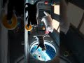 🐾✨ Kittens Floating in Space | Zero Gravity Cuteness #shorts