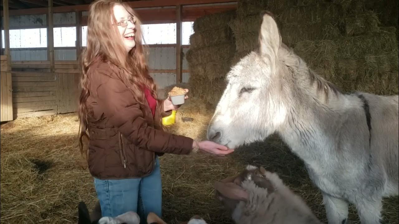 When Life Gives You Bananas, You Make Banana Bread For The Whole Farm