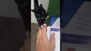 Sorcha and the vet