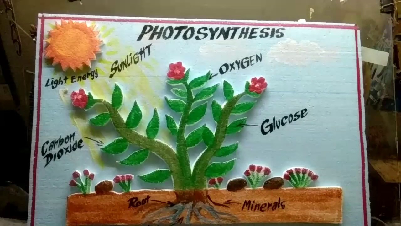 Image result for photosynthesis models