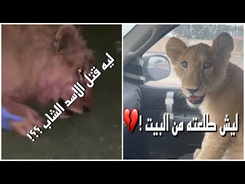 ليش طلعت شبلك من البيت وليش قتل الاسد الشاب