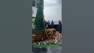 Ocean Harvest Revolution: 90% Time Saved with Smart Crane Sorting!