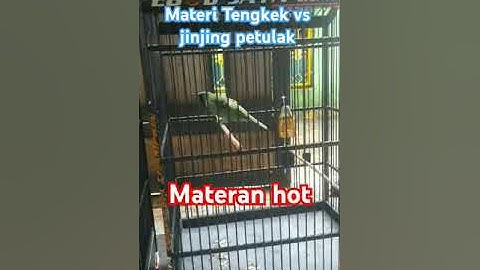 Junior ketan item , masteran hot Tengkek buto vs jinjing petulak #cucakhijau  #jamtrokm
