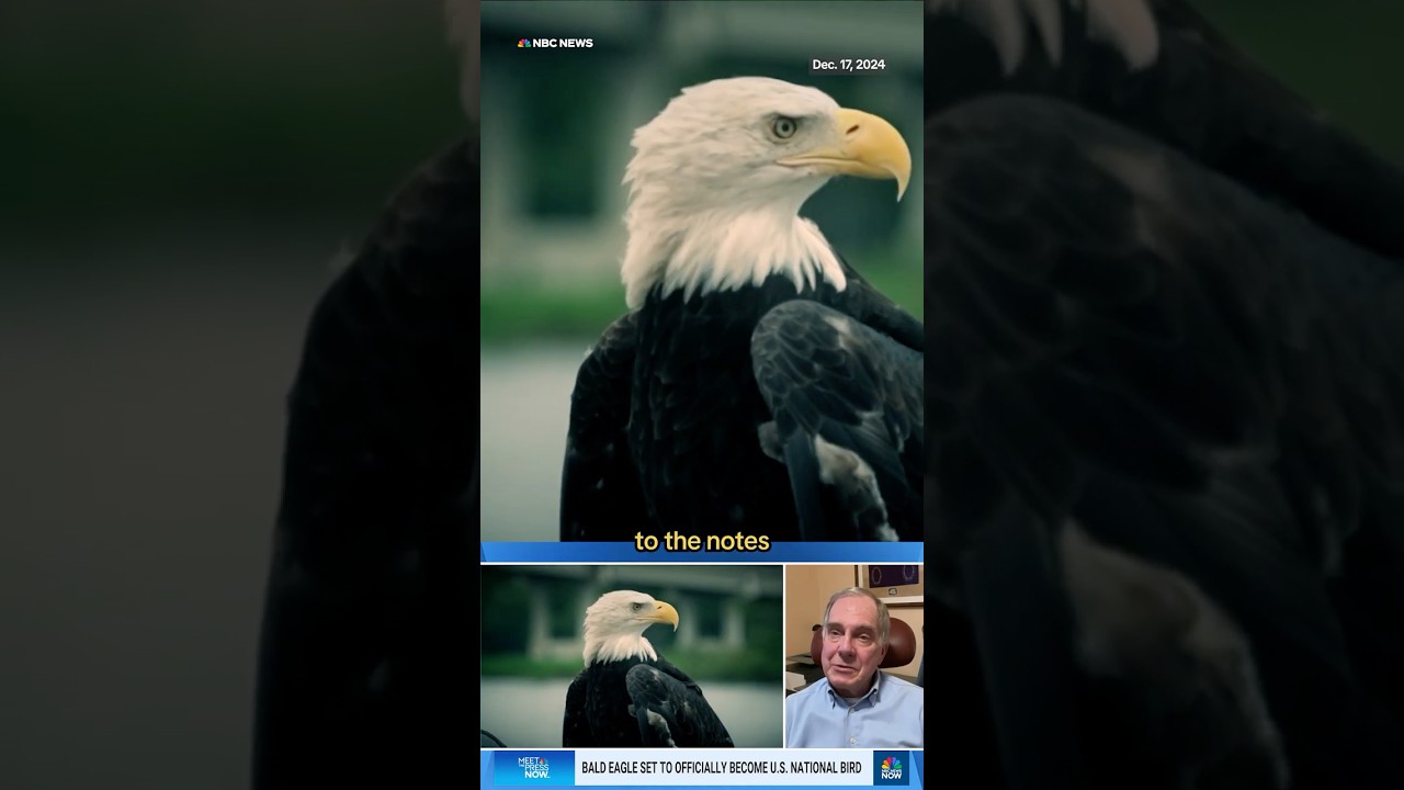 How a Minnesota man discovered the bald eagle wasn’t officially the national bird