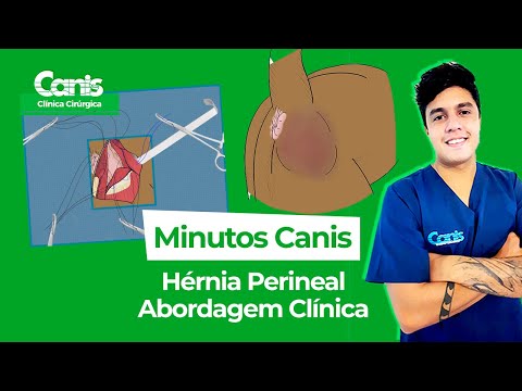 Vídeo: Experiência do meu cão com hérnia perineal