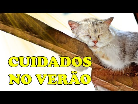 Vídeo: Como Cuidar De Um Gato No Verão