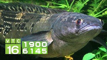 Kỹ thuật nuôi cá chuối hoa trong bể xi măng | VTC16