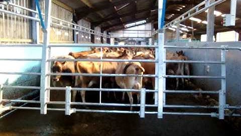 Cowcare High lift backing gate