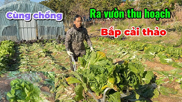 [158] cùng chồng đi thu hoạch cải thảo 😊vào mùa đông 