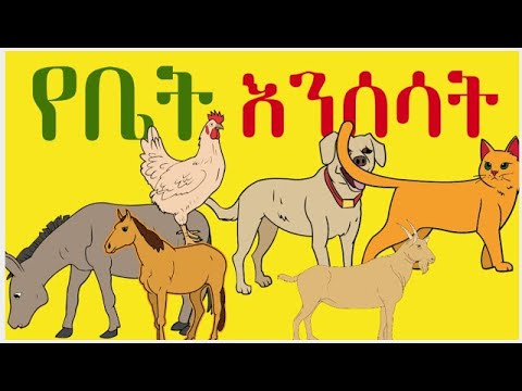 ቪዲዮ: የቤት እንስሳት ምንድናቸው?