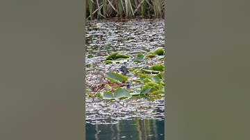 Pied-billed Grebes Nest-building