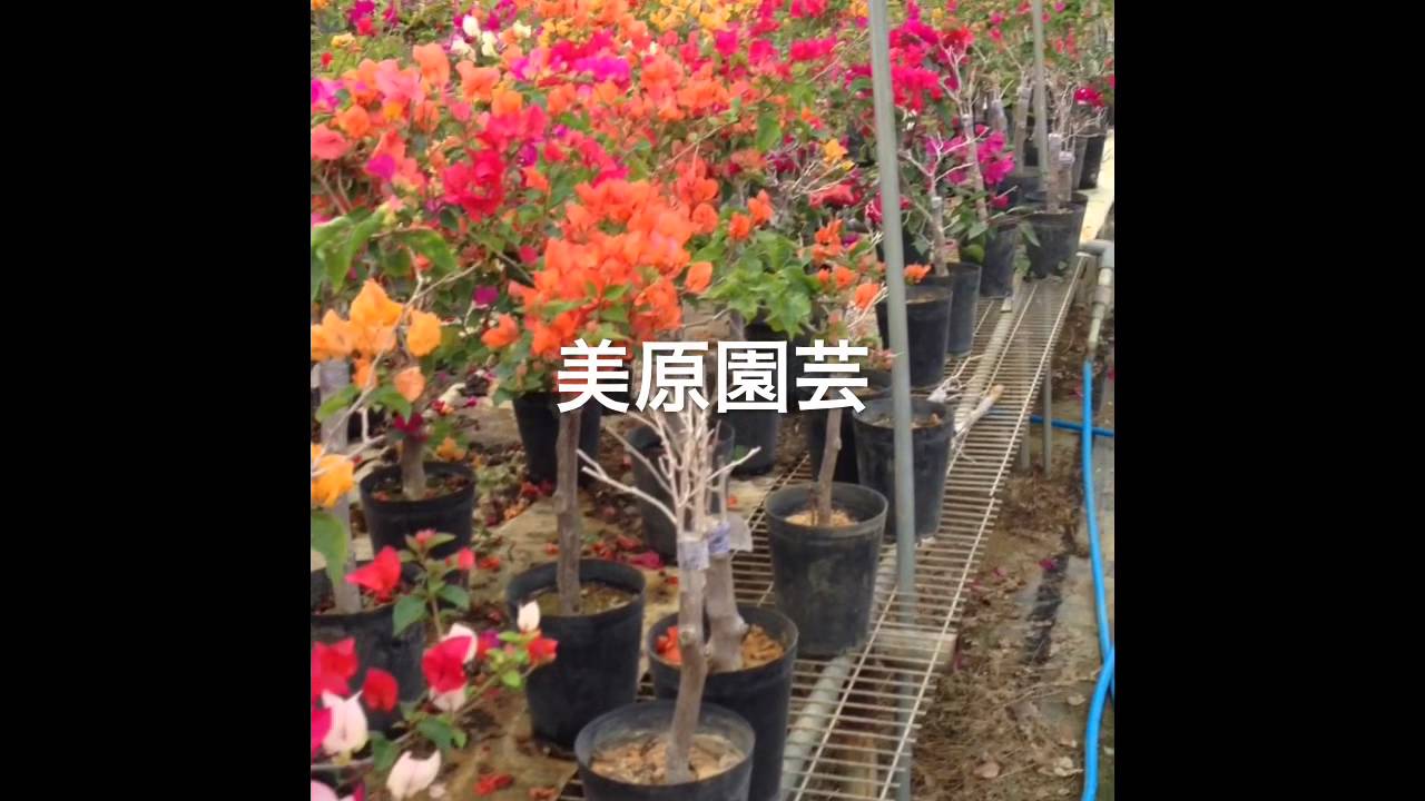 美原園芸 沖縄一のブーゲンビレア専門店 Youtube