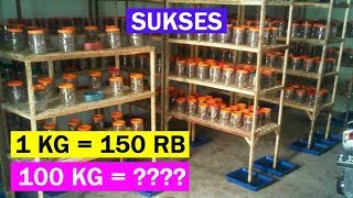 Cara Ternak & Budidaya Kroto Media Botol / Toples Rumahan Sukses