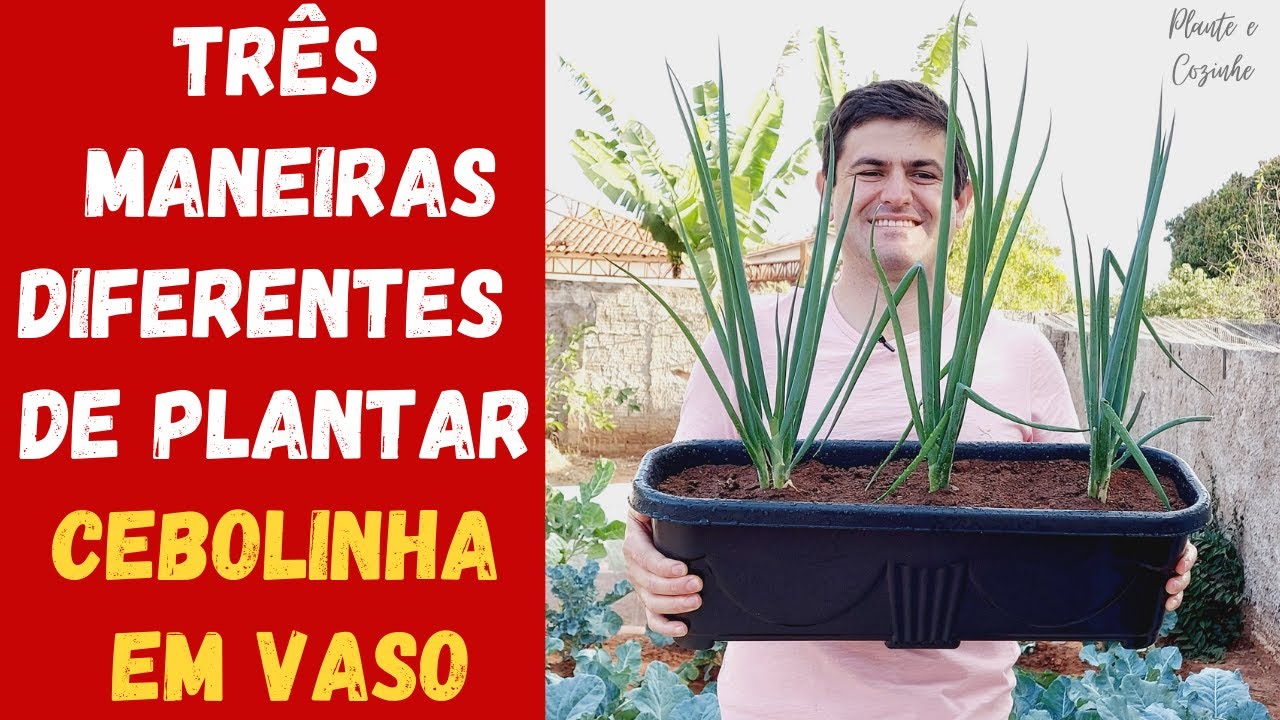 TRÊS FORMAS DIFERENTES DE PLANTAR CEBOLINHA EM VASOS. QUAL A MELHOR? DICAS INCRÍVEIS! (Ep78)