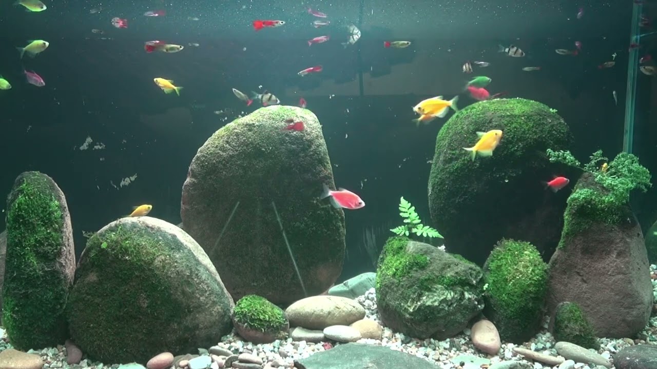 Relaxing Natural Aquarium 8H | Real Flowing River Water Sound, No Music