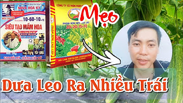 MẸO nhỏ trồng dưa leo luôn ra nhiều trái dù BÔNG ĐỰC NHIỀU 🌱