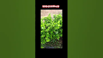 parijatham malar #msprosegarden #gardening #roseplants #onlinesales #homedeliver#gogle