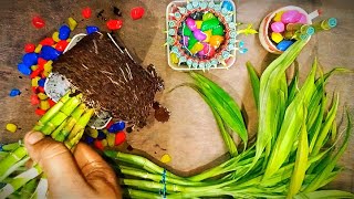 very simple design of lucky bamboo. how to shape lucky bamboo. lucky bamboo decoration idea #lucky