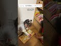 【無限ループ】いつもじいじが遊んでくれる😂