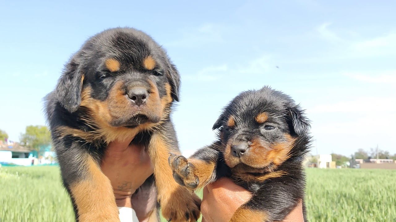 show quality rottweiler puppies for sale