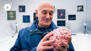 The 600 Million Year Story of the Human Brain | FULL DOCUMENTARY