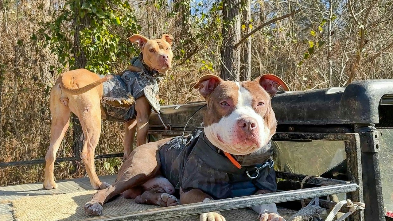 4 DAYS | 1 TOURNAMENT | Putting our Dogs to the Test! Part 1