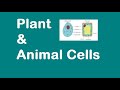 Cells Uncovered: Exploring Plant and Animal Structures