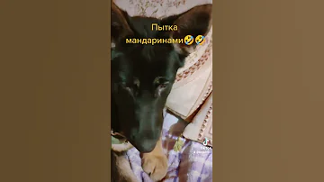 Можно ли щенкам мандарины! Да, можно, у которых норм.  переносимость цитрусовых, и без фанатизма!