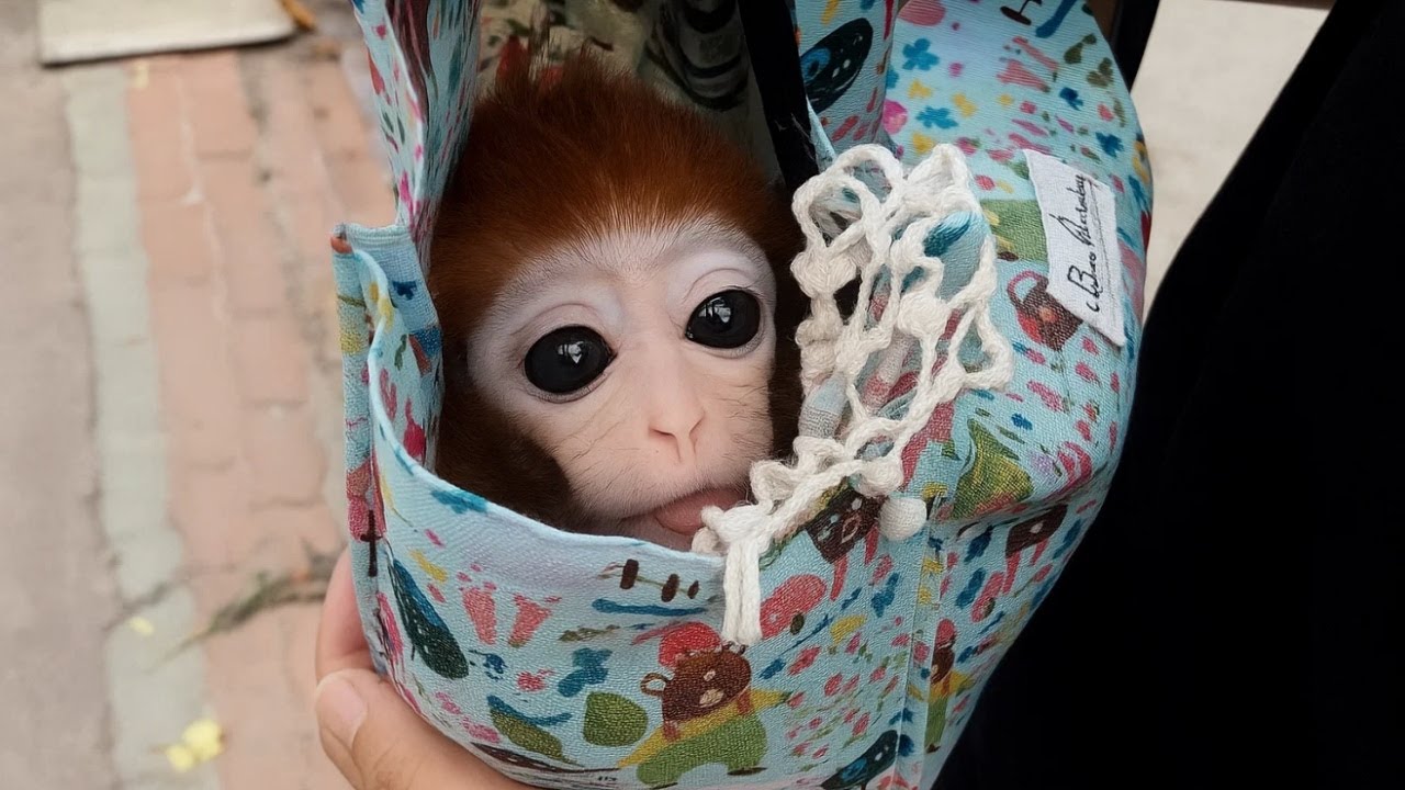 You will understand why we call it pocket monkey after you watch this video