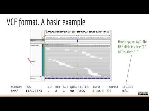 Vidéo: Des Analyses Transcriptomiques Comparatives Et Le Séquençage D'ARN Unicellulaire Du Planaire D'eau Douce Schmidtea Mediterranea Identifient Les Principaux Types De Cellul