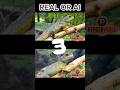 Spot The FAKE Video! 🐿️ AI vs Real Challenge #shorts #quiz #test