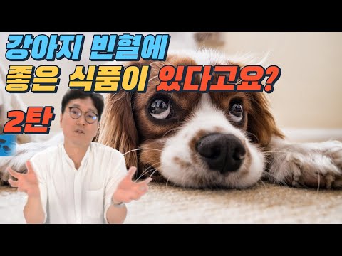 강아지 빈혈에 좋은 음식이 있다구요? 2편 : 사물탕,핵산 영양제