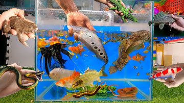 Tổng hợp các loại cá cảnh đẹp, cá nàng hai, cá thần tiên, cá lau kiếng, cá sấu, ếch, rắn