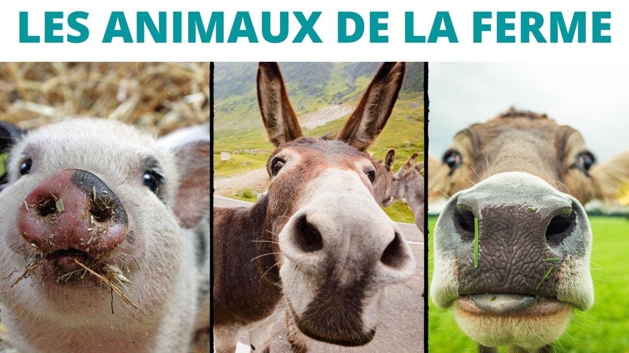 Les animaux de la ferme : les cris